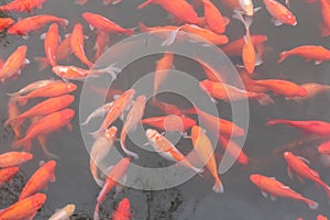 Red carp fish.