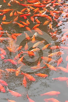Red carp fish.