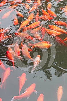 Red carp fish.