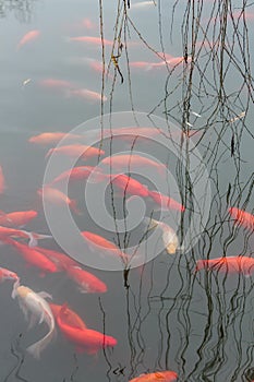 Red carp fish.