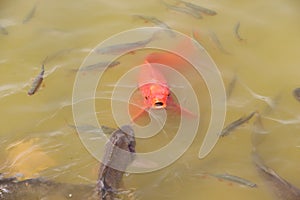 Red carp at Park Asterix, Ile de France, France photo