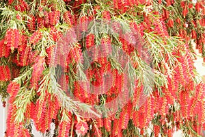 Red carpet of callistemon flowers, a genus of evergreen shrubs of trees in the Myrtle family, bright background