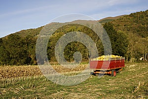 A Red cart filled with yellow maize in green meadows, Arcizans-Avant,Hautes-PyrÃƒÂ©nÃƒÂ©es, France