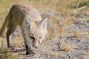 Red Cascade Fox on the prowl