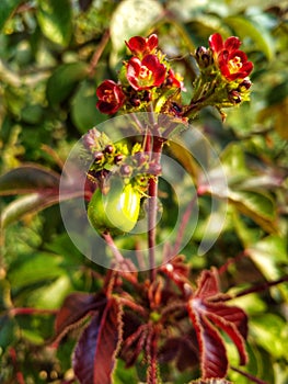 Red castor flower photo