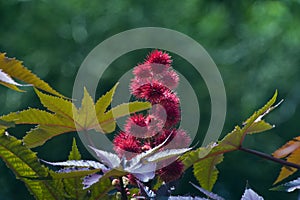 Red castor oil plant, beautiful ornamental plant