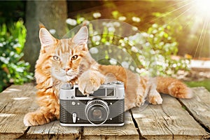 Adorable red cat with camera on light background