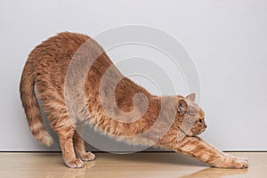 A red cat arching its back. Cat pose. Warm-up