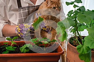 A red cat in the arms of a florist plants flowers in a flowerpot. Close-up portrait of an orange furry cat planting