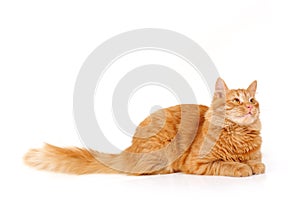 Red cat attention lying down isolated on white