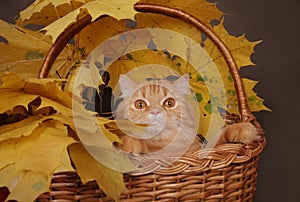 Red cat in basket