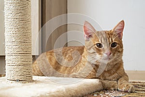 Red cat and beige scratching post close up