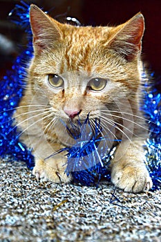 Red Cat and Blue Christmas