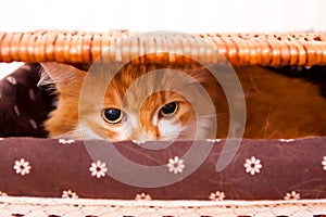 Red cat in box