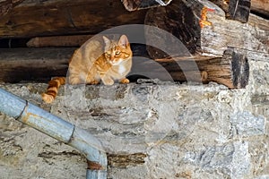 Red cat on a brick wall in the Swiss village of Soglio