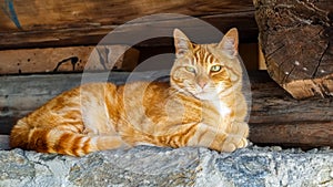 Red cat on a brick wall in the Swiss village of Soglio