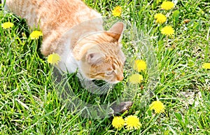 Red cat catching mouse in grass