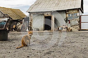 Red cat in a cattle yard in a village with old destroyed houses