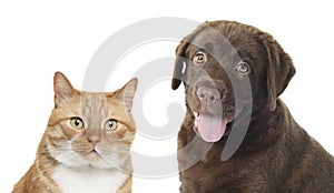 Red cat and chocolate Labrador Retriever on white background. Cute pets
