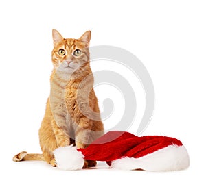 Red cat with Christmas hat