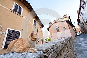 Red cat - citizen of Montalcino, ancient center of city. Tuscany holidays. Italy holidays in Tuscany, Italy, Europe