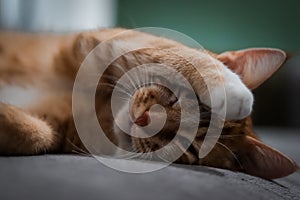 red sleepy kitty photo