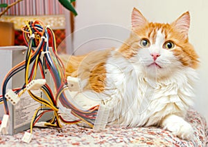 Red cat and computer wires