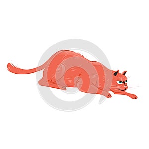 Red cat crawling for hunting