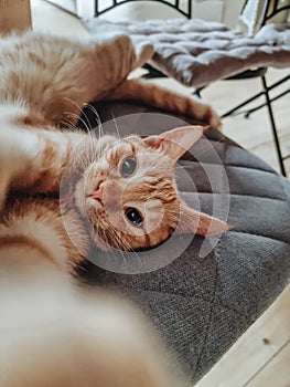 Red cat.Cute cat.Funny cat.Lazy.Pets.paws.Beautiful eyes.Pink nose.Soft wool photo