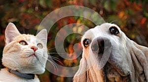 Red cat and dog on autumn background