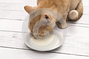 Red cat drinking milk from a saucer on a white floor