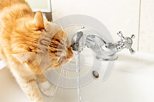 A red cat drinks water from faucet