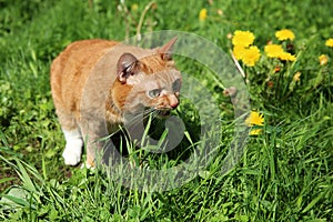 Red cat eating grass