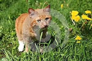 Red cat eating grass
