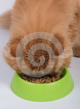 Red cat eats dry food from a bowl. Persian Exotic Longhair cat is on white background