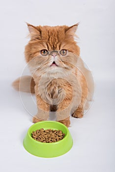 Red cat eats dry food from a bowl. Persian Exotic Longhair cat is on white background