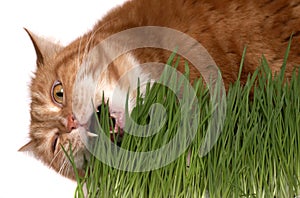 Red cat eats a grass
