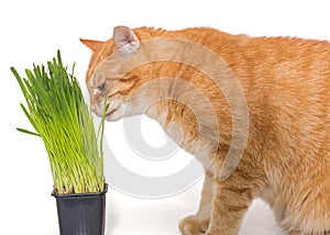 Red cat eats green grass