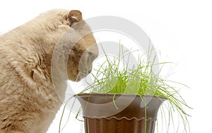 Red cat eats green grass, isolated on white