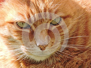 Cat face portrait with green-yellow eyes