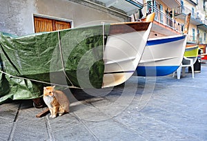 Red cat and fishing boats in an Italian village Manarola