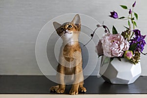 Red cat with flower vase