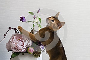 red cat with flower a vase