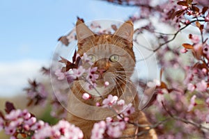 Red cat in flowers