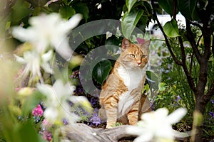 Red cat framed by garden foliage