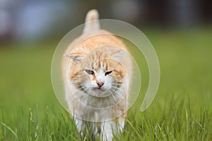 red cat with a funny face walking on the green grass