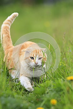 Red cat with a funny face walking on the green grass