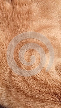 red cat fur, background texture, pets animals