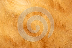 Red cat fur texture