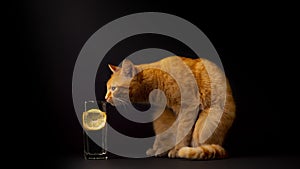 Red cat and a glass of water with lemon on a black background